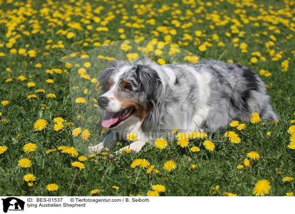 liegender Australian Shepherd / lying Australian Shepherd / BES-01537