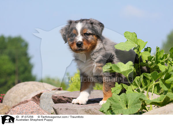 Australian Shepherd Welpe / Australian Shepherd Puppy / IF-07256