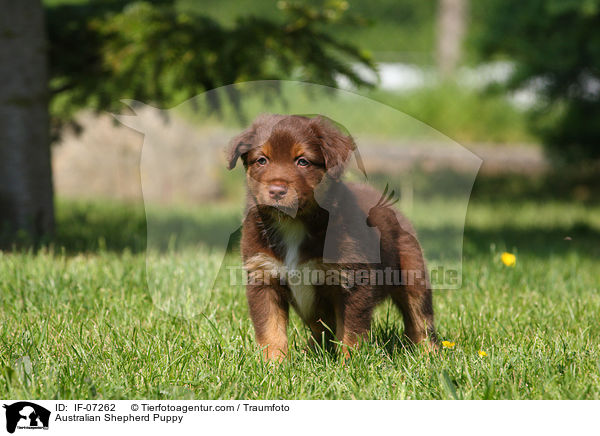 Australian Shepherd Welpe / Australian Shepherd Puppy / IF-07262