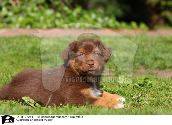 Australian Shepherd Welpe / Australian Shepherd Puppy / IF-07264