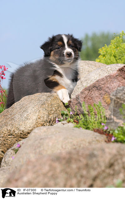 Australian Shepherd Welpe / Australian Shepherd Puppy / IF-07300