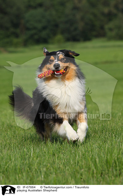 spielender Australian Shepherd / playing Australian Shepherd / IF-07664