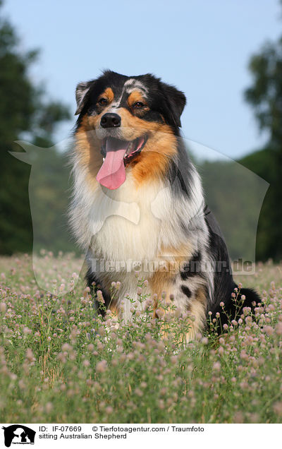 sitzender Australian Shepherd / sitting Australian Shepherd / IF-07669