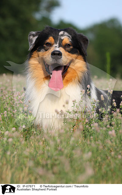 Australian Shepherd Portrait / Australian Shepherd Portrait / IF-07671