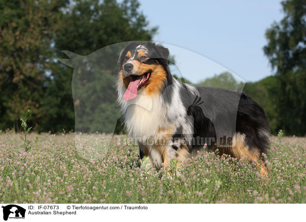 Australian Shepherd / Australian Shepherd / IF-07673