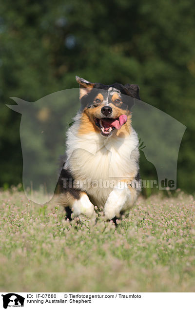 rennender Australian Shepherd / running Australian Shepherd / IF-07680