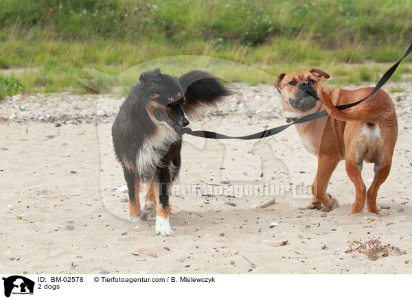 2 Hunde / 2 dogs / BM-02578