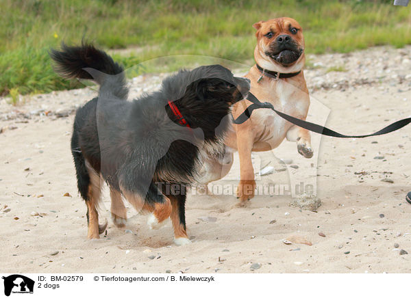 2 Hunde / 2 dogs / BM-02579