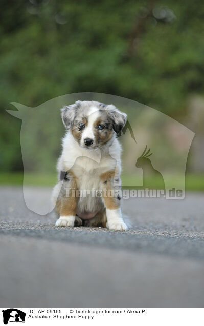 Australian Shepherd Welpe / Australian Shepherd Puppy / AP-09165