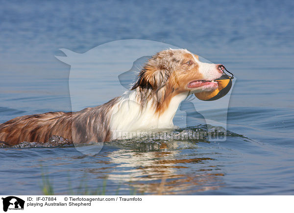 spielender Australian Shepherd / playing Australian Shepherd / IF-07884