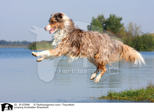 springender Australian Shepherd / jumping Australian Shepherd / IF-07886