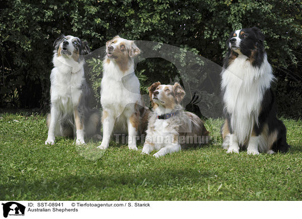 Australian Shepherds / Australian Shepherds / SST-08941