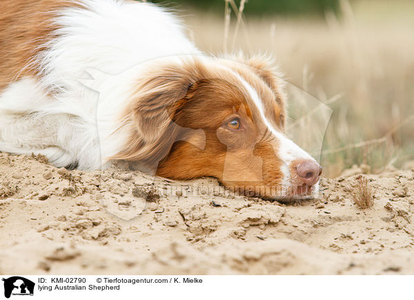 liegender Australian Shepherd / lying Australian Shepherd / KMI-02790