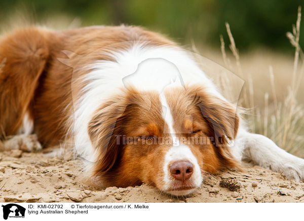 liegender Australian Shepherd / lying Australian Shepherd / KMI-02792