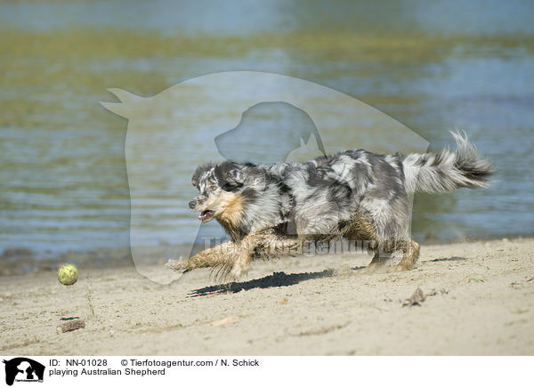 spielender Australian Shepherd / playing Australian Shepherd / NN-01028