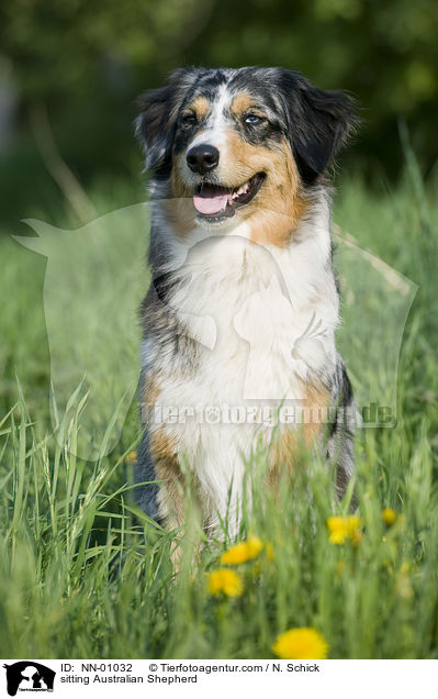 sitzender Australian Shepherd / sitting Australian Shepherd / NN-01032