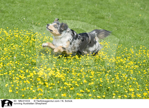 rennender Australian Shepherd / running Australian Shepherd / NN-01033