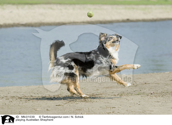 spielender Australian Shepherd / playing Australian Shepherd / NN-01039