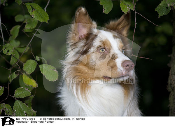 Australian Shepherd Portrait / Australian Shepherd Portrait / NN-01055