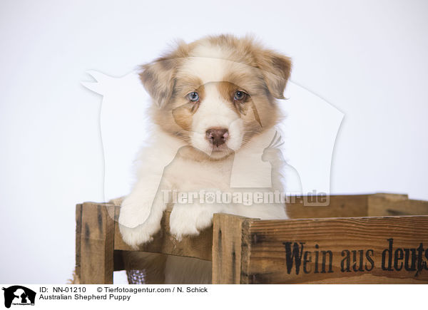 Australian Shepherd Welpe / Australian Shepherd Puppy / NN-01210