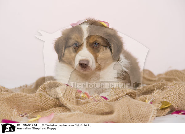 Australian Shepherd Welpe / Australian Shepherd Puppy / NN-01214