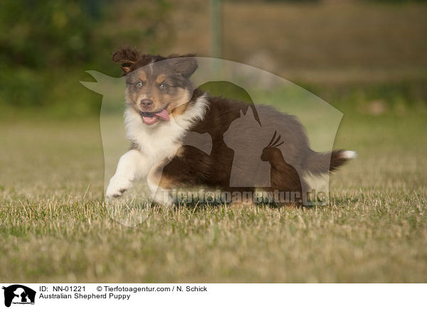 Australian Shepherd Welpe / Australian Shepherd Puppy / NN-01221