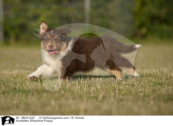 Australian Shepherd Welpe / Australian Shepherd Puppy / NN-01222