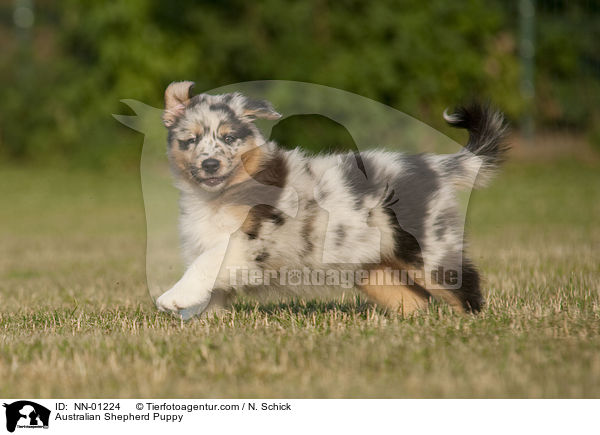 Australian Shepherd Welpe / Australian Shepherd Puppy / NN-01224