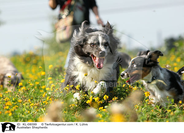 Australian Shepherds / Australian Shepherds / KL-08099