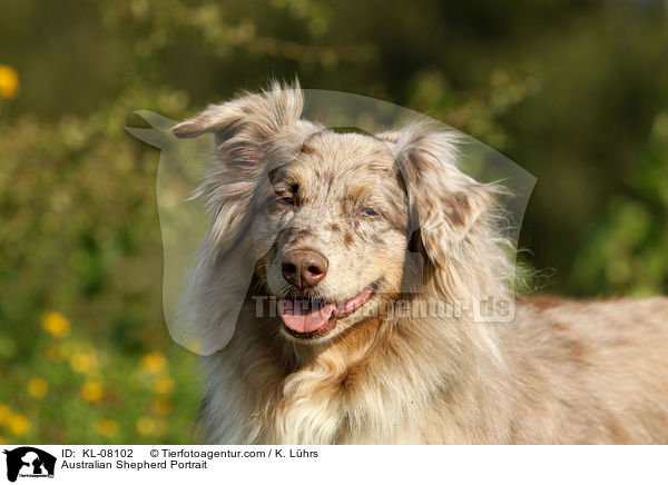 Australian Shepherd Portrait / Australian Shepherd Portrait / KL-08102