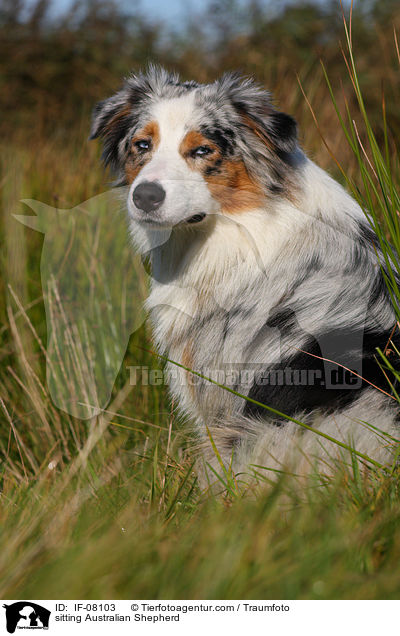 sitzender Australian Shepherd / sitting Australian Shepherd / IF-08103