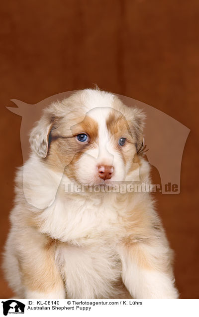 Australian Shepherd Welpe / Australian Shepherd Puppy / KL-08140