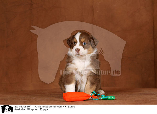 Australian Shepherd Welpe / Australian Shepherd Puppy / KL-08164