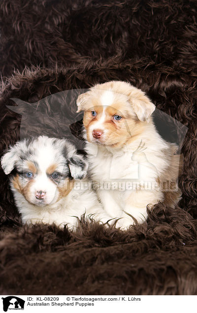 Australian Shepherd Welpen / Australian Shepherd Puppies / KL-08209