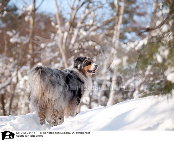 Australian Shepherd / Australian Shepherd / AM-03444