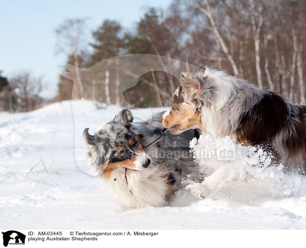 spielende Australian Shepherds / playing Australian Shepherds / AM-03445