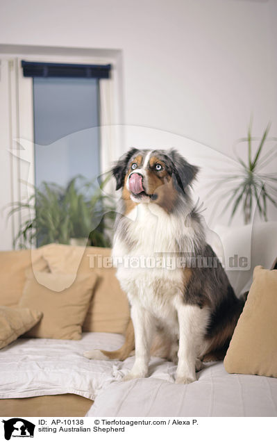 sitzender Australian Shepherd / sitting Australian Shepherd / AP-10138