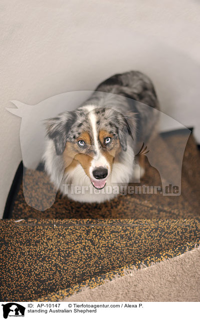 stehender Australian Shepherd / standing Australian Shepherd / AP-10147