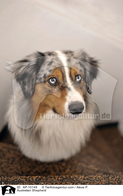 Australian Shepherd / Australian Shepherd / AP-10149