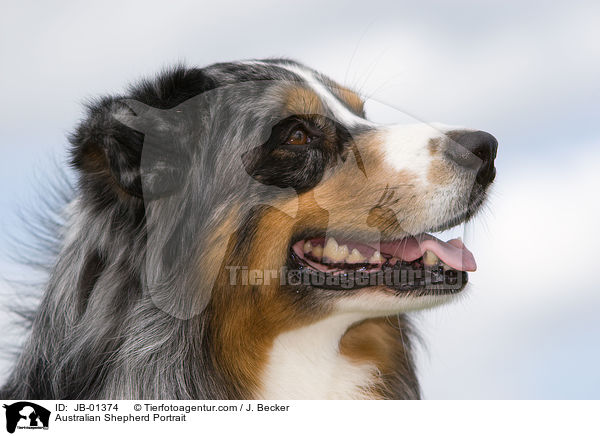 Australian Shepherd Portrait / Australian Shepherd Portrait / JB-01374