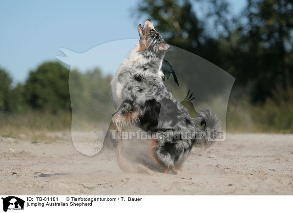 springender Australian Shepherd / jumping Australian Shepherd / TB-01181