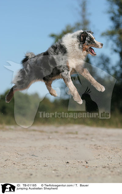 springender Australian Shepherd / jumping Australian Shepherd / TB-01185