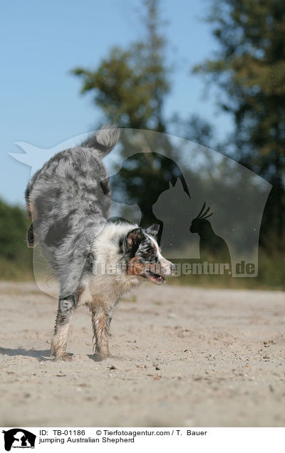 springender Australian Shepherd / jumping Australian Shepherd / TB-01186