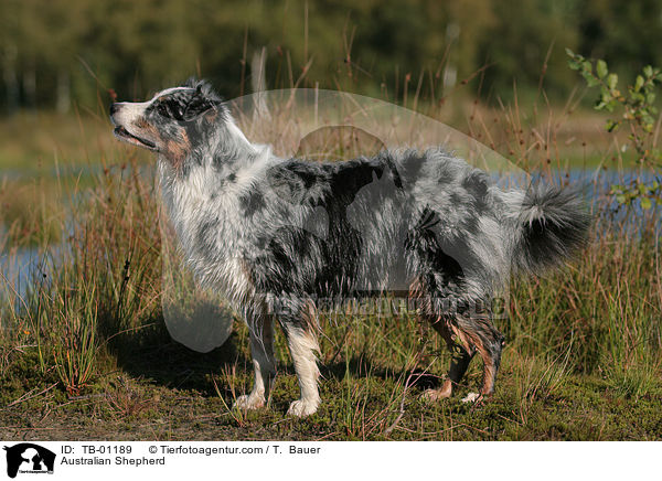 Australian Shepherd / Australian Shepherd / TB-01189