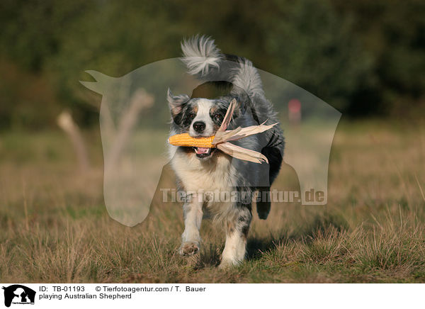 spielender Australian Shepherd / playing Australian Shepherd / TB-01193