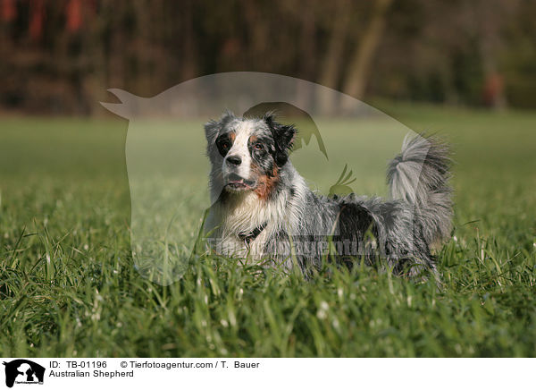 Australian Shepherd / Australian Shepherd / TB-01196