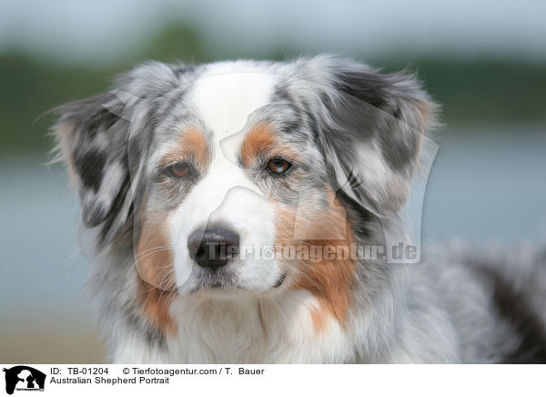 Australian Shepherd Portrait / Australian Shepherd Portrait / TB-01204