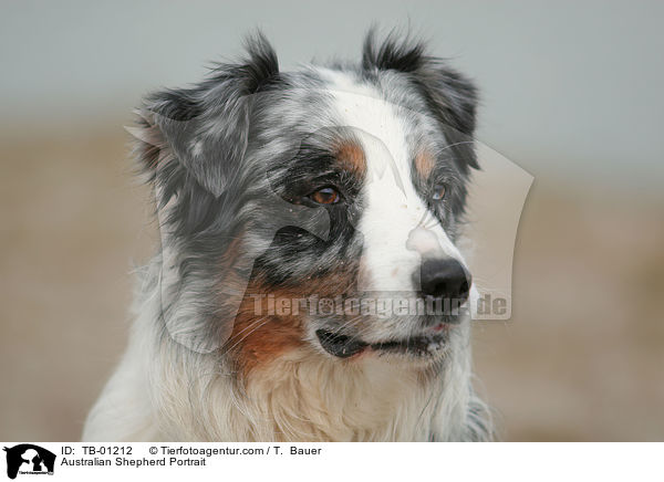 Australian Shepherd Portrait / Australian Shepherd Portrait / TB-01212