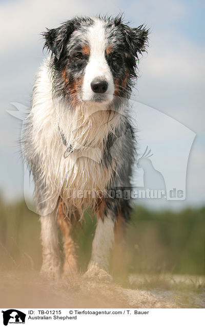 Australian Shepherd / Australian Shepherd / TB-01215