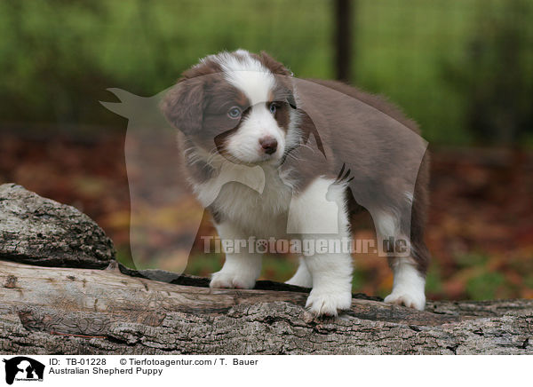 Australian Shepherd Welpe / Australian Shepherd Puppy / TB-01228
